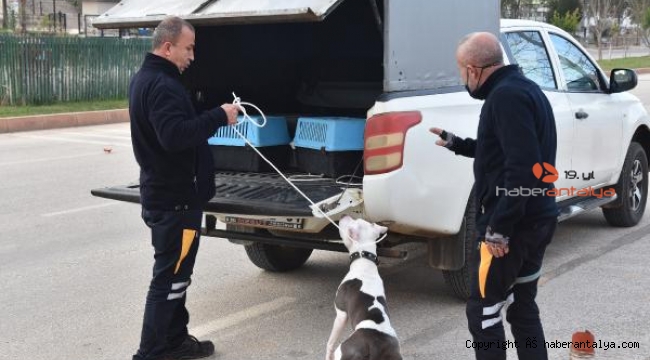 Pitbullu sokağa bıraktılar, tehike saçtı