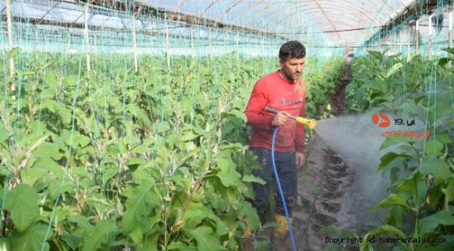 Su baskınından zarar gören seradaki ürünlerde temizlik çalışması