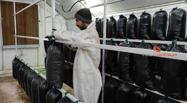 Tadını bilmeden üretti, 600 bin lira kazandı