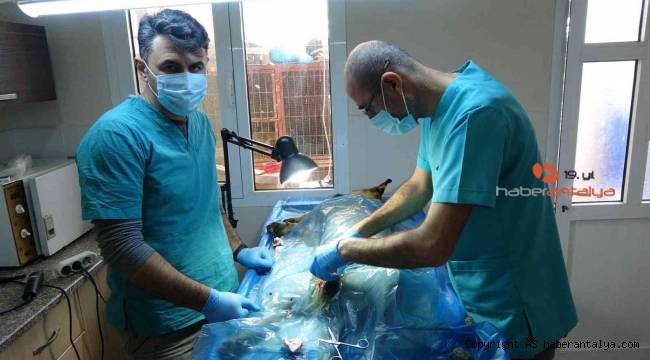 Veterinerler teslim edilen yasaklı ırkları kısırlaştırmaya yetişemiyor