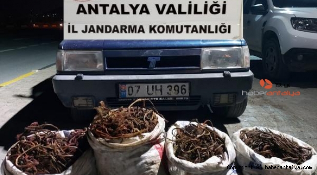 Alanya'da kablo hırsızları yakalandı