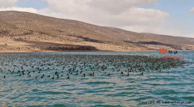 Göller Bölgesi 2022 yılı su kuşu sayımı tamamlandı