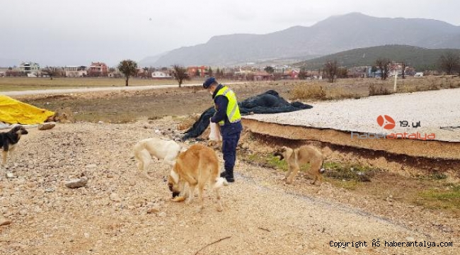 Jandarma, sokak köpeklerini eliyle besledi