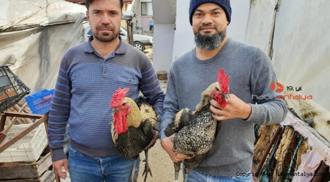 Kumluca'dan yurt dışına Denizli horozu ve yumurtasını satıyor