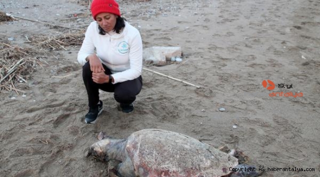 Ölü caretta caretta sahile vurdu, iskeleti sergi oldu
