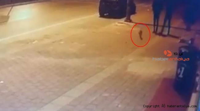 Sokak kedisini tekmeledi; o anlar kamerada