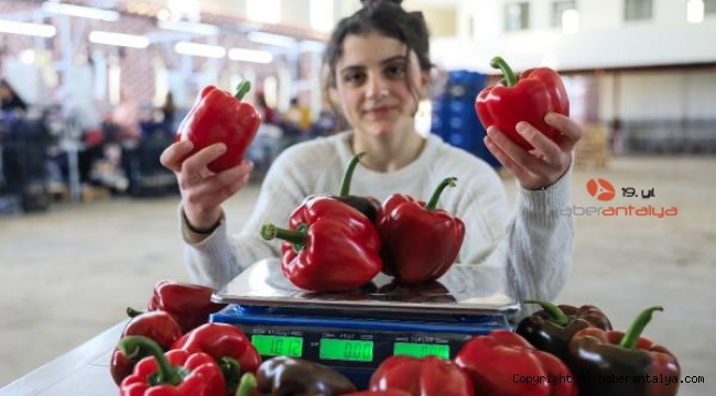 Üç tanesi 1 kilo geliyor, bakın ne kadara satılıyor