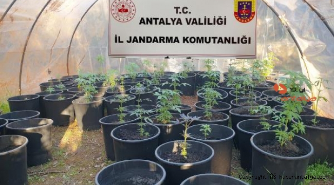 'Uyuşturucu serası'na jandarma baskını