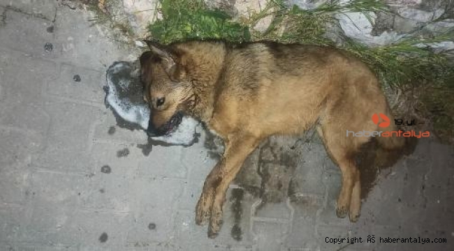 2 köpek ve 7 kedi zehirlenerek öldürüldü
