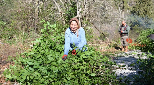 Antalya'da defne yaprağı orman köylüsünün geçim kaynağı oldu