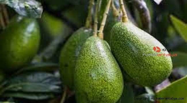 Avokado ticaretinde büyük atılım bekleniyor