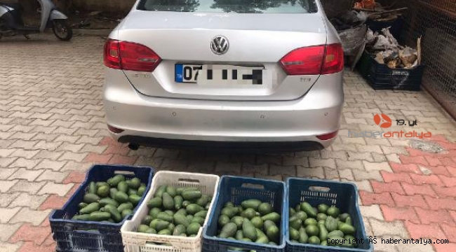 Bahçeden 4 kasa avokado çaldı, yakalandı 