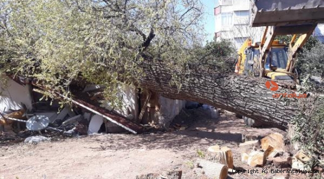 Fırtınadan ağaç evin üzerine devrildi !