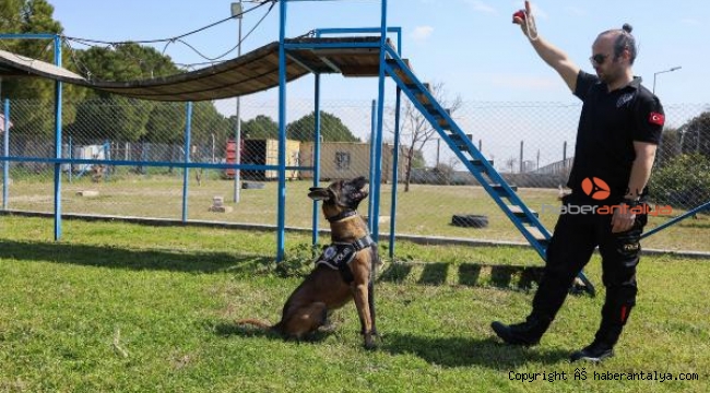 'Hassas burun' köpekler hakkında ilginç gerçek. Aslında uyuşturucu aramıyorlar