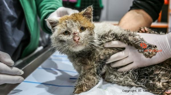 Maskot kedi 'Toros' öldü