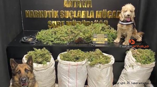 Polisten uyuşturucu operasyonu; 55 kilogram esrar ele geçirildi 