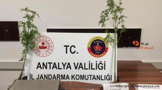 Saksıda uyuşturucu yetiştirilen eve operasyon