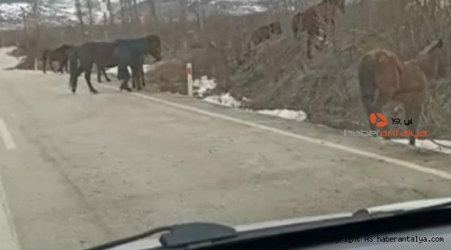 Yılkı atları yollarda sürücülere zor anlar yaşattı