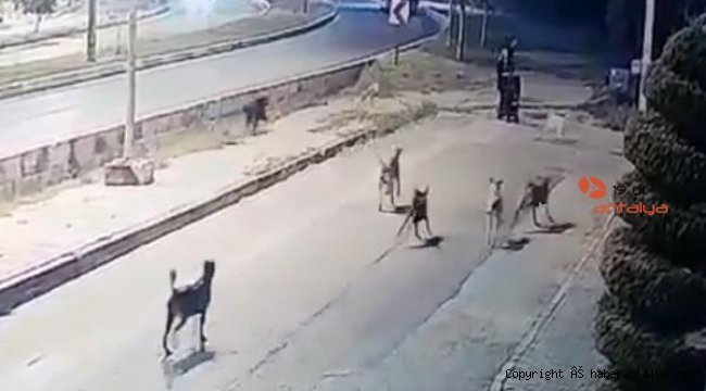10'dan fazla köpeğin saldırısında yaralandı
