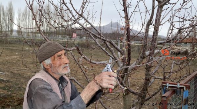 91 yaşındaki ağaç budamacı Hüseyin Ölmez, görenleri şaşırtıyor