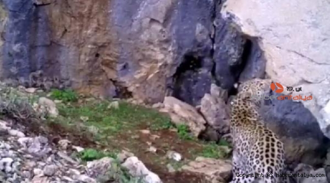 Anadolu Parsı Antalya'da görüldü 