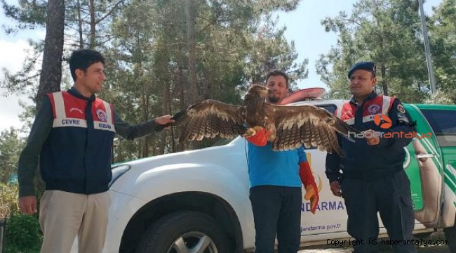 Bitkin ve uçamayan kartal korumaya alındı