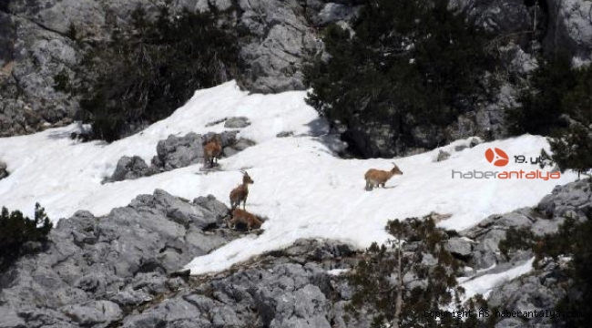 Gündoğmuş'un dağ keçileri fotoğraflandı