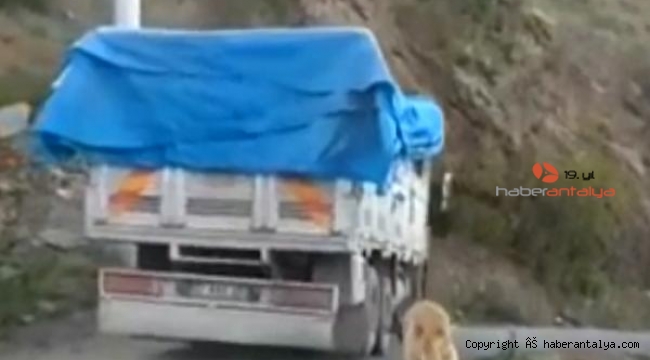 Köpeği kamyonun arkasına bağlayarak yolculuk yaptı !