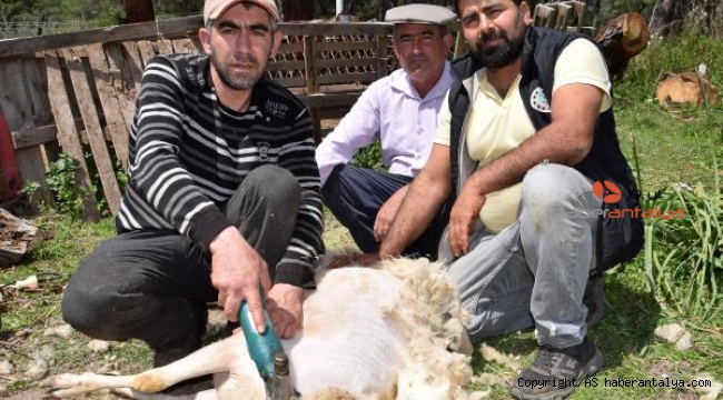 'Koyun berberi' talebe yetişemiyor; Ayda 60 bin lira kazanıyor