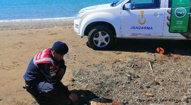 Manavgat'ta 4 caretta ölüsü sahile vurdu