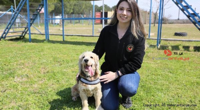 Süs köpeğiyken emniyette 'hassas burun' olarak işe başladı 