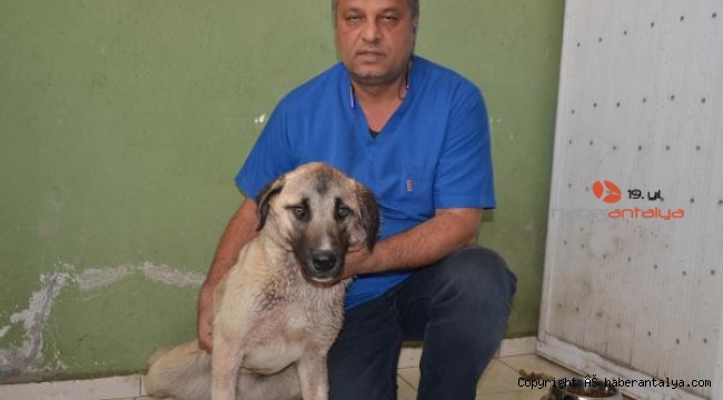 Tüfekle vurulan köpekten 100'e yakın saçma çıktı !