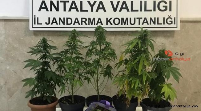 Uyuşturucu yetiştirilen eve operasyon