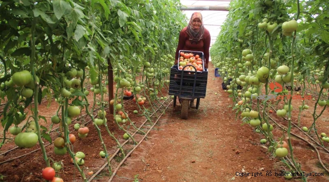 40 dereceye yaklaşan sıcaklıkta domates hasadı