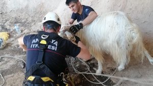 Demre'de dağda mahsur kalan keçi kurtarıldı
