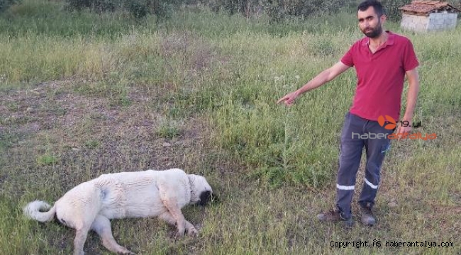 Döşemealtı'nda şüpheli köpek ölümleri !
