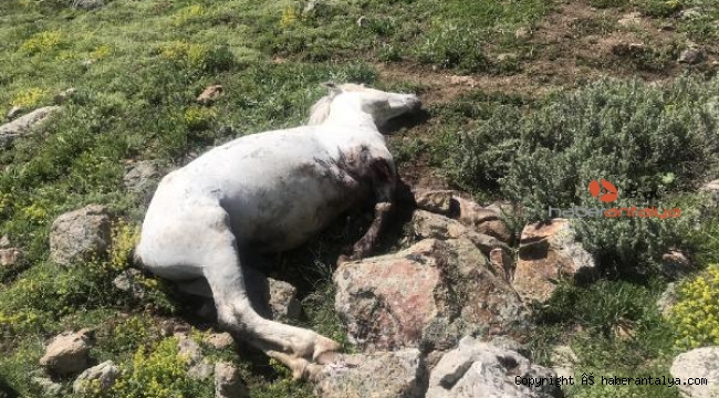İş makinesinin kırdığı kaya, yılkı atını öldürdü 