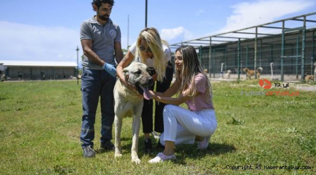 Kamyonet arkasında sürüklenen köpek tedaviye alındı, sürücüye 196 lira ceza