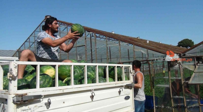 Karpuzda hasat gecikti, verim düştü
