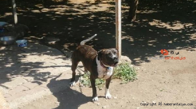Yasaklı ırk köpeği serbest bırakan sahibine ceza