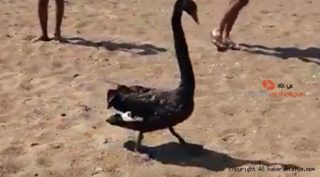 Ana vatanı Avustralya olan siyah kuğu, Serik sahilinde