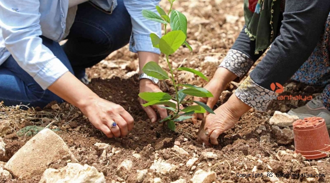 "Aronya" üreticiye alternatif olacak