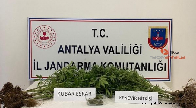 Balkondaki saksıda kenevir ve kubar esrar yetiştirdi