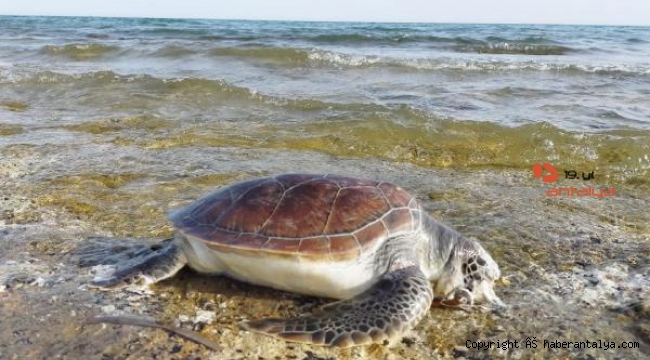 Caretta carettalar için naylon poşet uyarısı