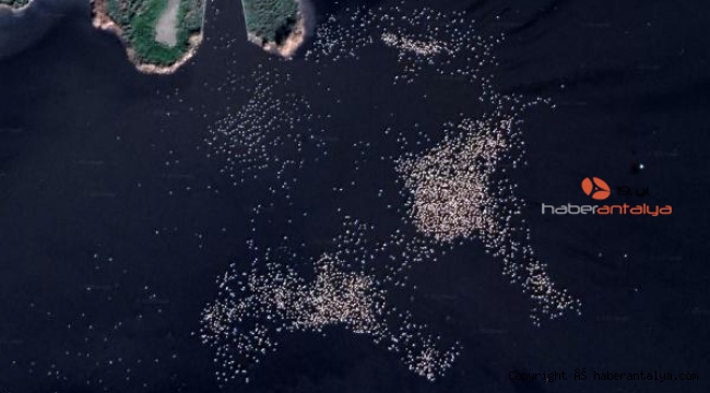 Google Earth'ten flamingo gözlemi