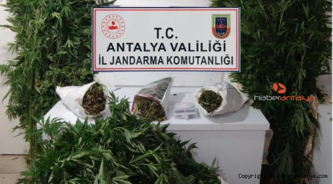 Jandarmadan uyuşturucu baskını