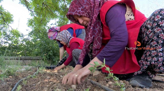 Kadınlarımız tıbbi ve aromatik bitki yetiştirecek