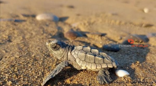 Küresel ısınma caretta carettaların soyunu tehdit ediyor