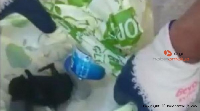 Poşet içerisinde 2 yavru kedi çöp konteynerinde bulundu !