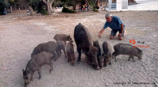Sahilde yanlarına kadar gelen domuz ve yavrularını beslediler
